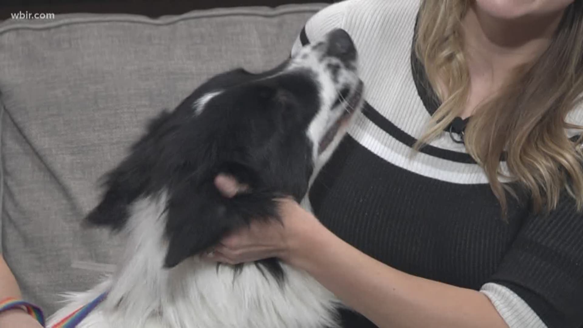 Young-Williams Animal Center shares tips to keep your dog safe during the cold winter weather.