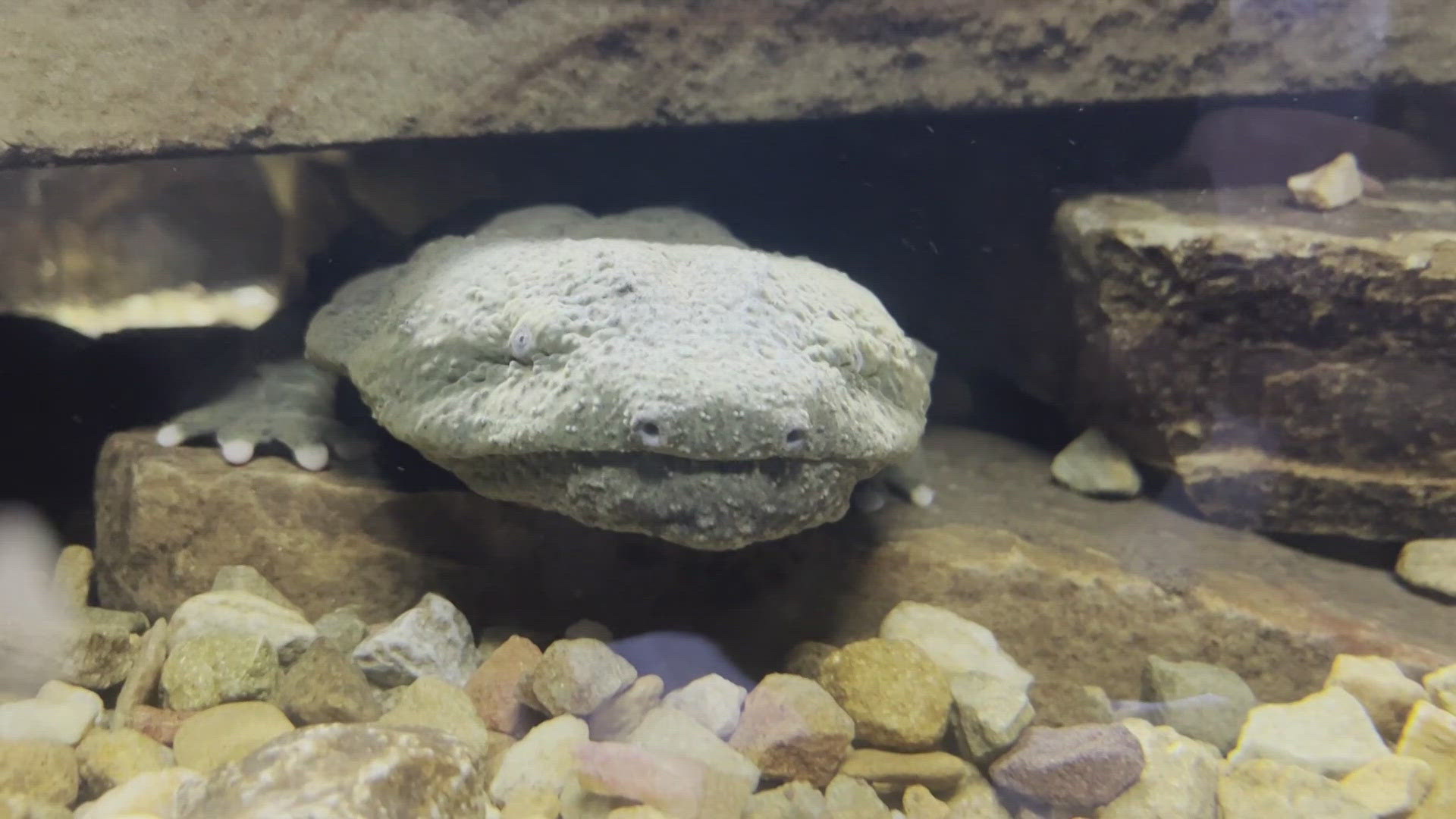 The experts said if you find an eastern hellbender, its a good indicator of a clean and healthy environment. 