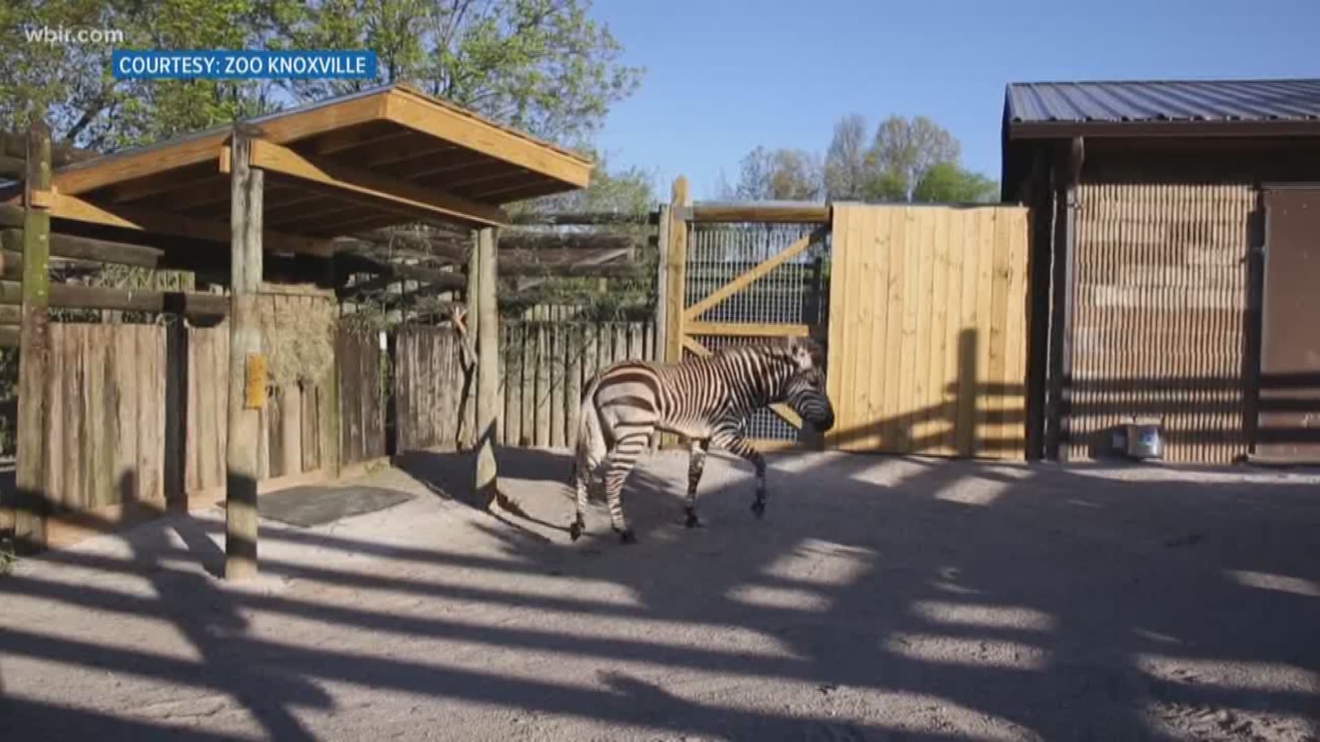 April 23, 2018: Zoo Knoxville is welcoming its newest arrivals - a trio of mountain zebras.