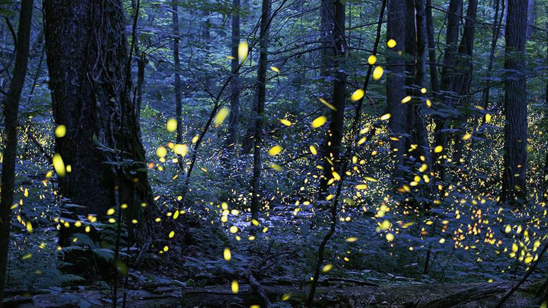 From the WBIR archives in June 2018, expert Lynn Faust explains how to predict when synchronous fireflies will emerge, and why the guess-work is always a gamble.