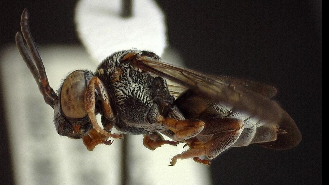 New native bee species with distinctive 'snout' discovered in Perth's Kings  Park - ABC News