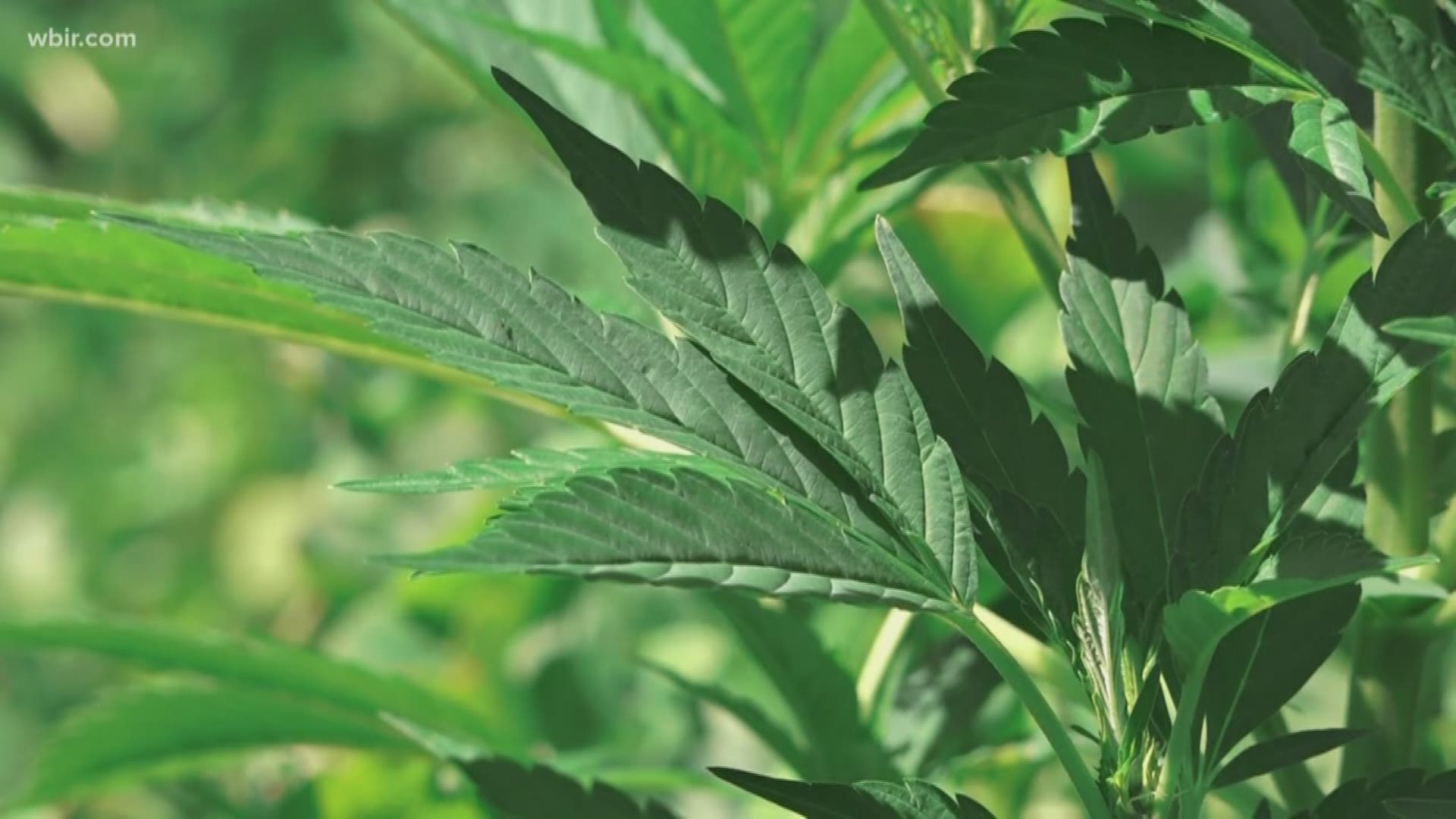 The University of Tennessee is working on hemp production research with a Knoxville business.