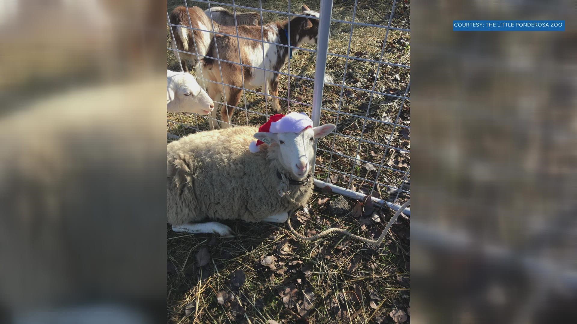 The zoo shares animals like sheep, donkeys, camel and goats with local churches and community events for Christmas celebrations.