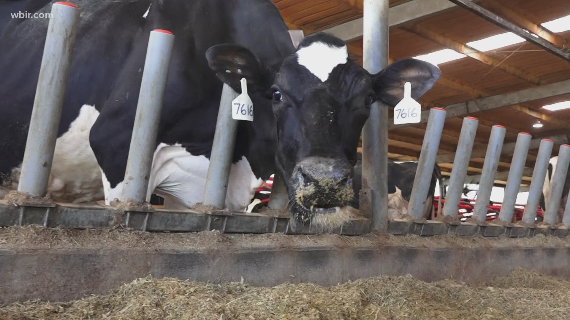 About one third of the cows at Sweetwater Valley Farm are milked using robots.