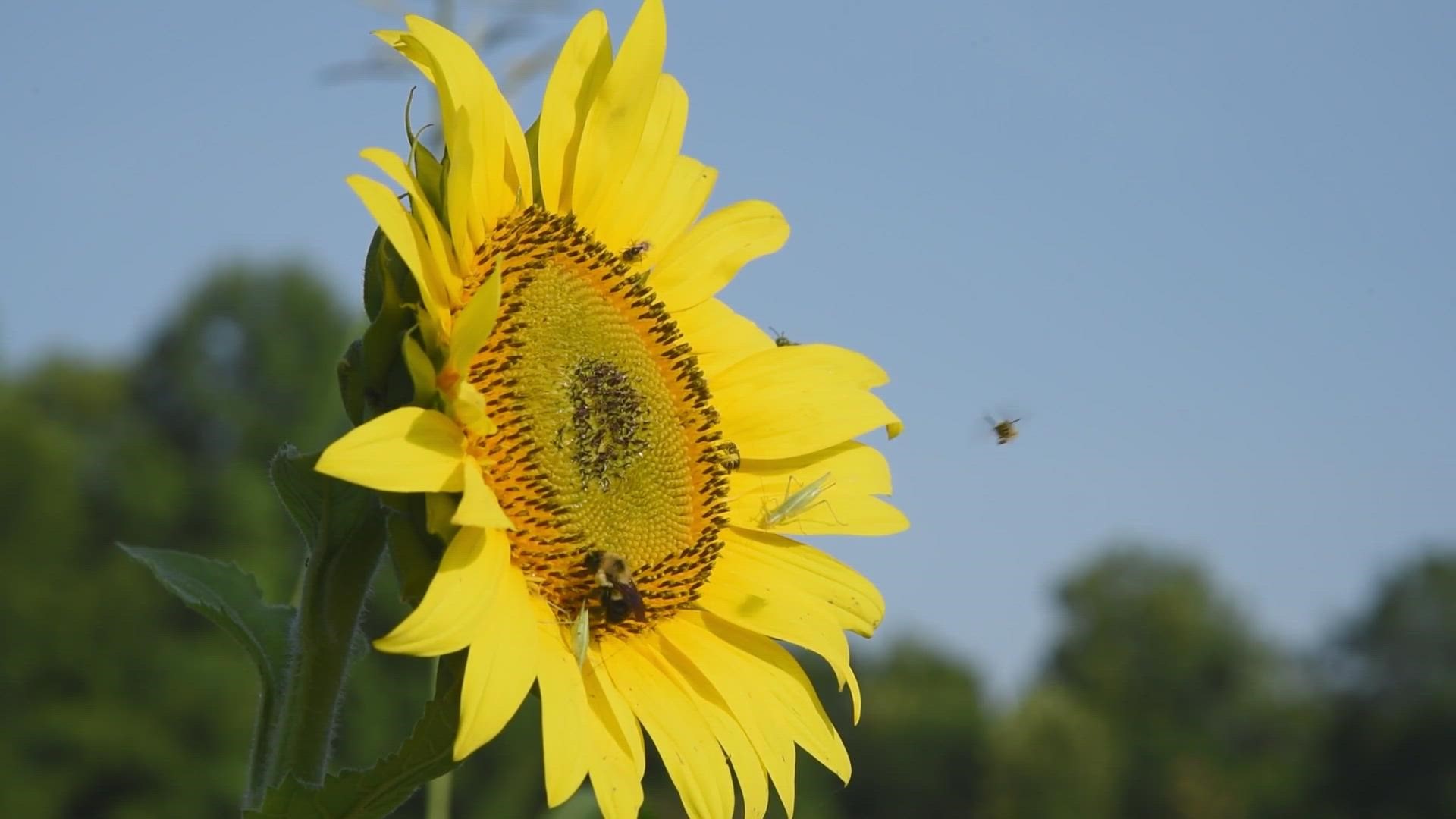 Sunflowers bloom in July at Forks of the River Wildlife Management Area in South Knoxville.