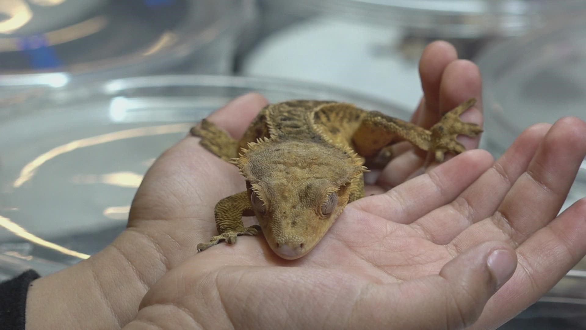 All critters scaly and cold-blooded took over the Jacob Building Sunday. Repticon brought a slew of vendors to the Chilhowee Park and Expo Center.