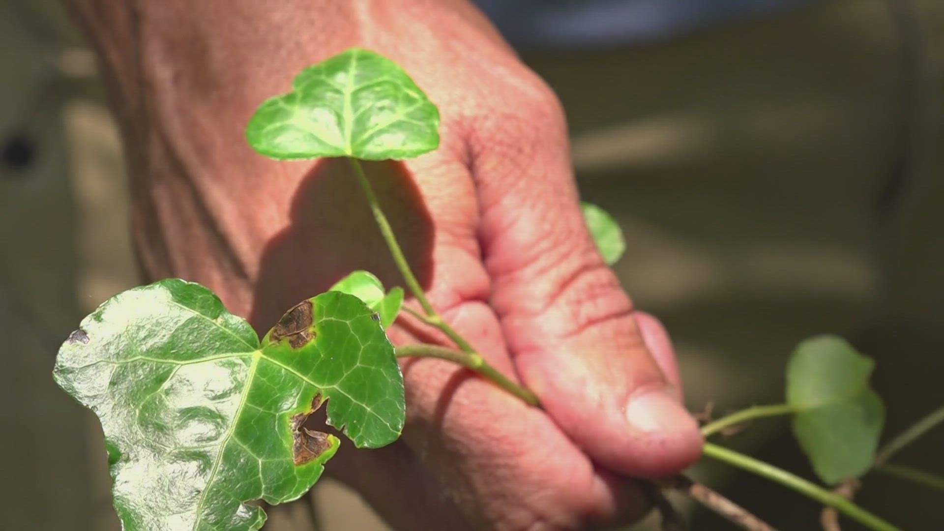 The project is expected to restore six parks and a greenway, as well as develop a volunteer-based program that combats invasive species.