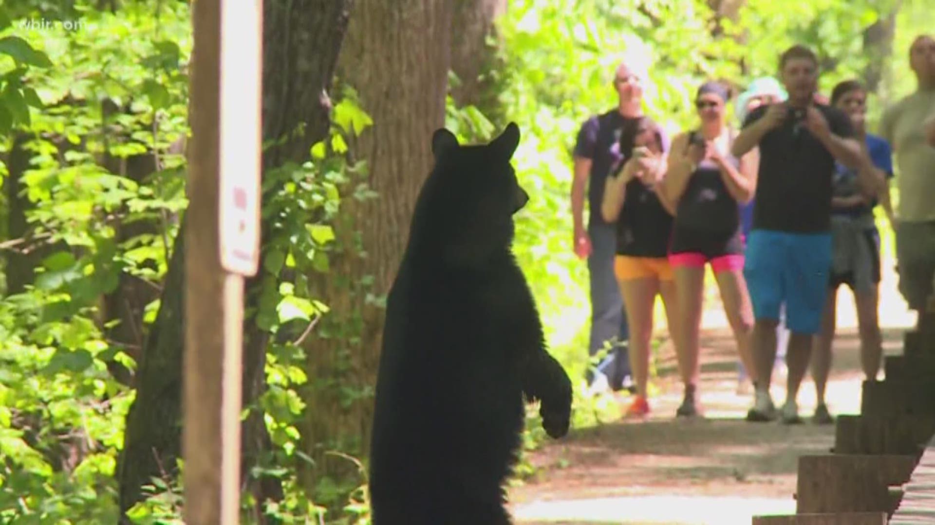 If you think you don't have to worry about bears at your home, a new study says you might need to think again.