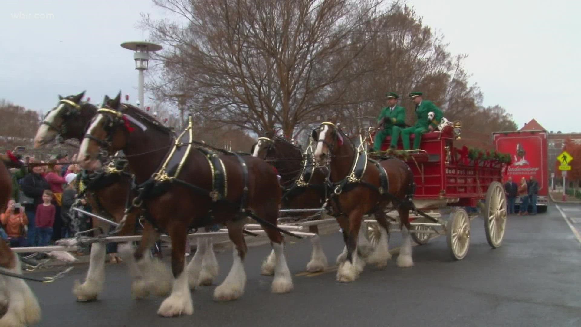 On Sunday afternoon, Visit Knoxville and the city invited the public to come see the Budweiser Clydesdales at World's Fair Park!