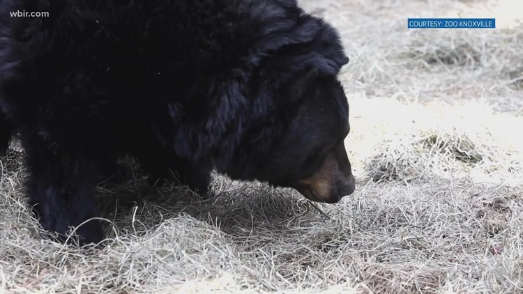 Milo Black Bear dies at Zoo Knoxville
