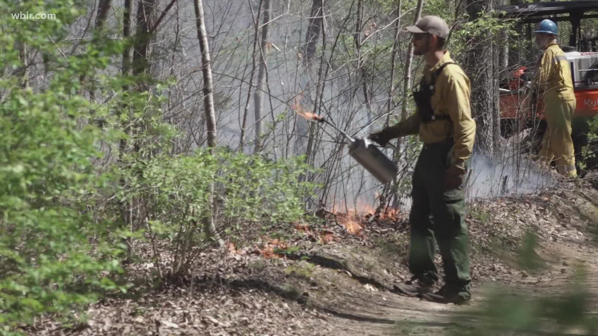 The 2-acre burn is part of the school's ongoing conservation effort to restore the woods.