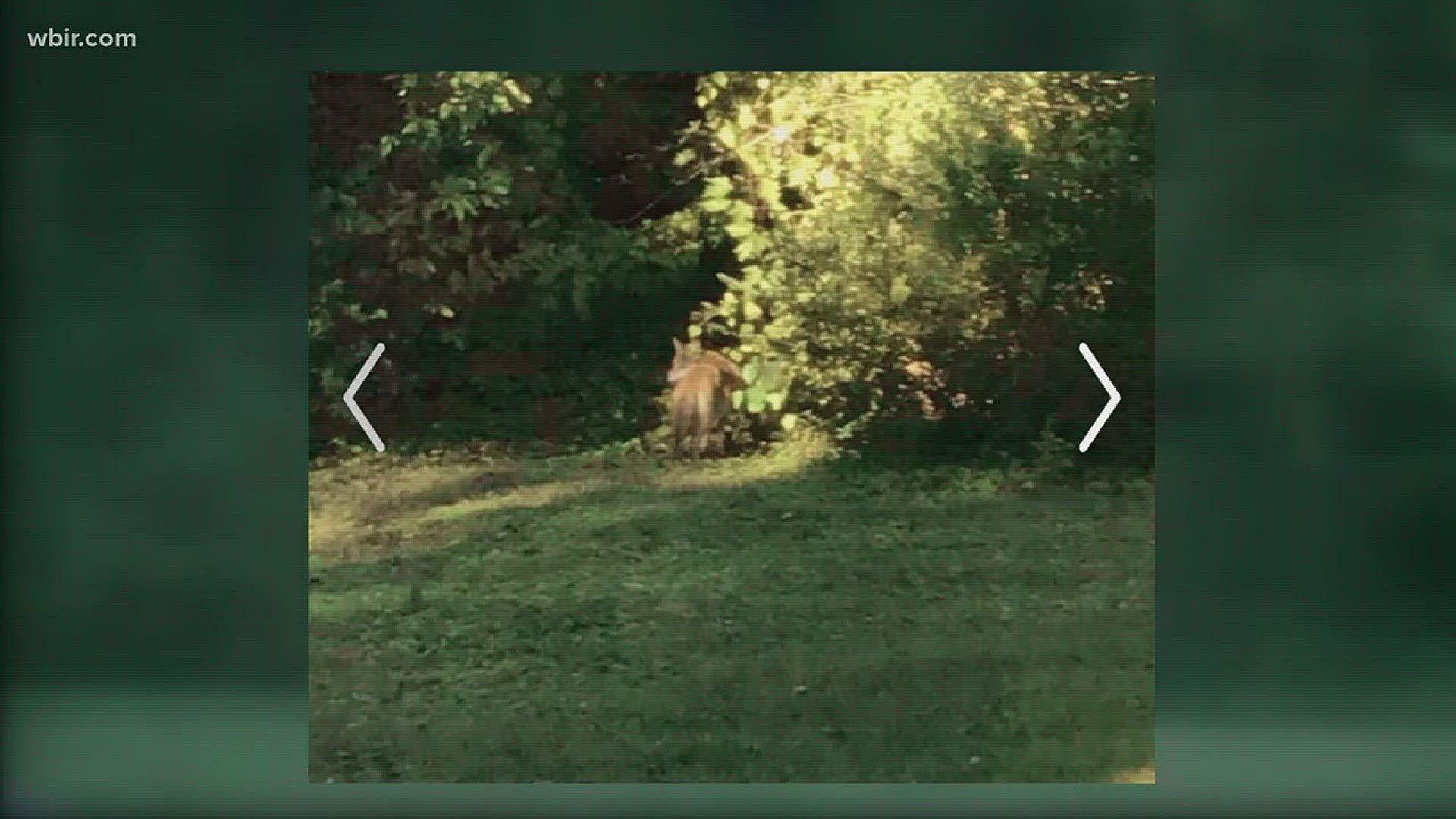 A West Knoxville couple wants their neighbors to know coyotes are lurking about. The predators were spotted in broad daylight. Oct.t 17, 2017