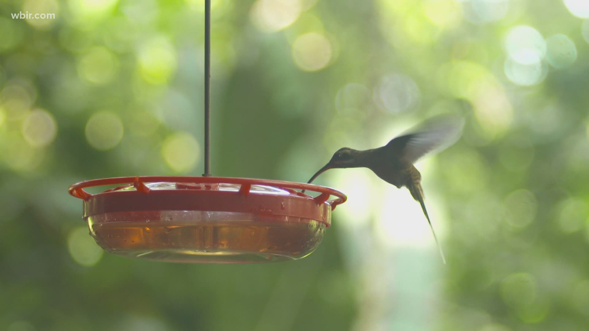 Gardeners may soon spot hummingbirds around their flowers in East Tennessee.