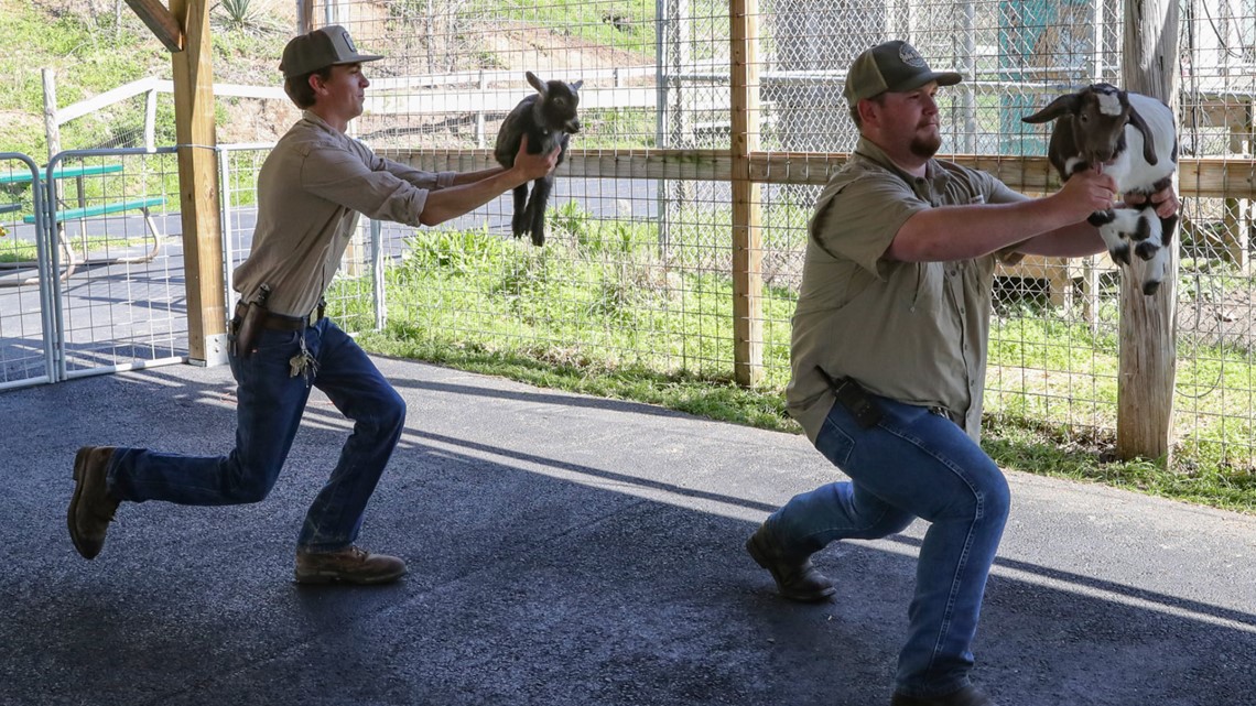 Goat pose! Little Ponderosa Zoo hosts first annual Baby Goat Yoga - Vimarsana News