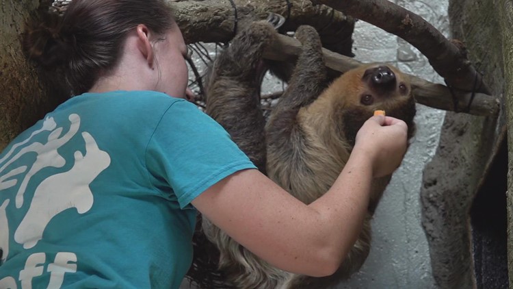 Happy ... birthday! | Joe Sloth celebrates his third birthday at Zoo Knoxville