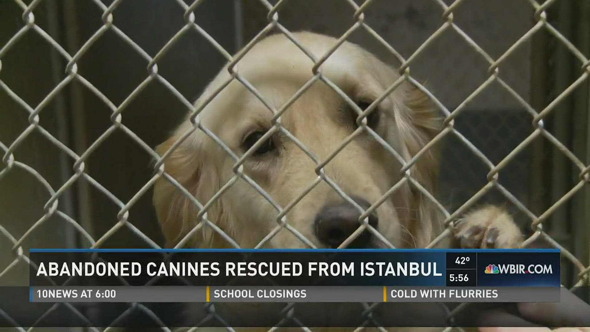 The golden retrievers were rescued from Istanbul. They will be adopted in East Tennessee. This latest group has UT-inspired names, including Peyton.
