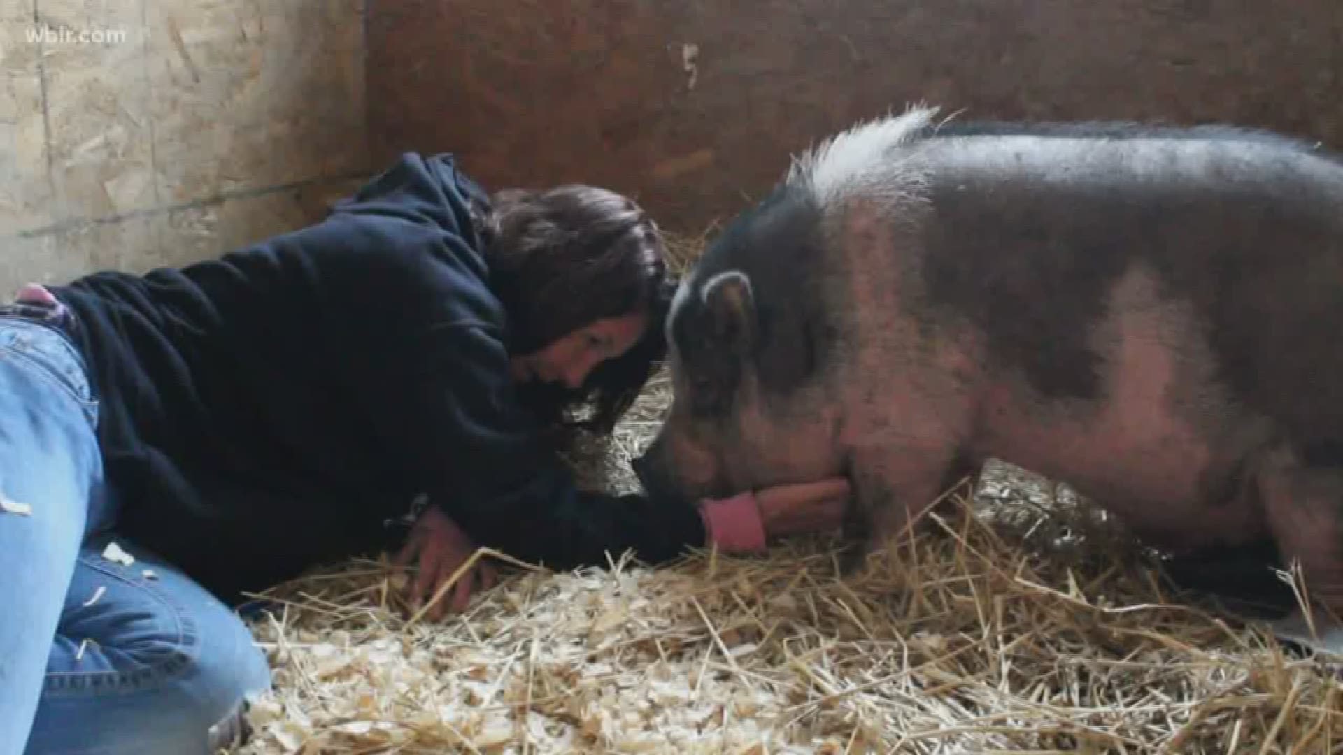 Charles the Pig became a celebrity when he survived the 2016 Gatlinburg fires. In a surprising twist, he has a new home.