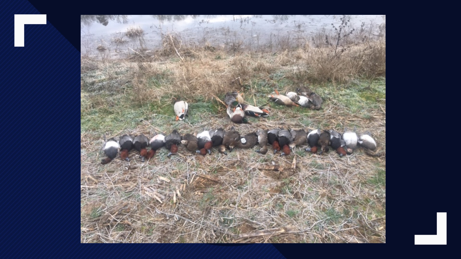 Duck hunters plead guilty for illegal hunting practices in Loudon Co