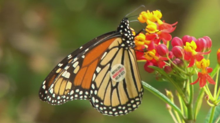 Fall monarch butterfly migration in the Smokies