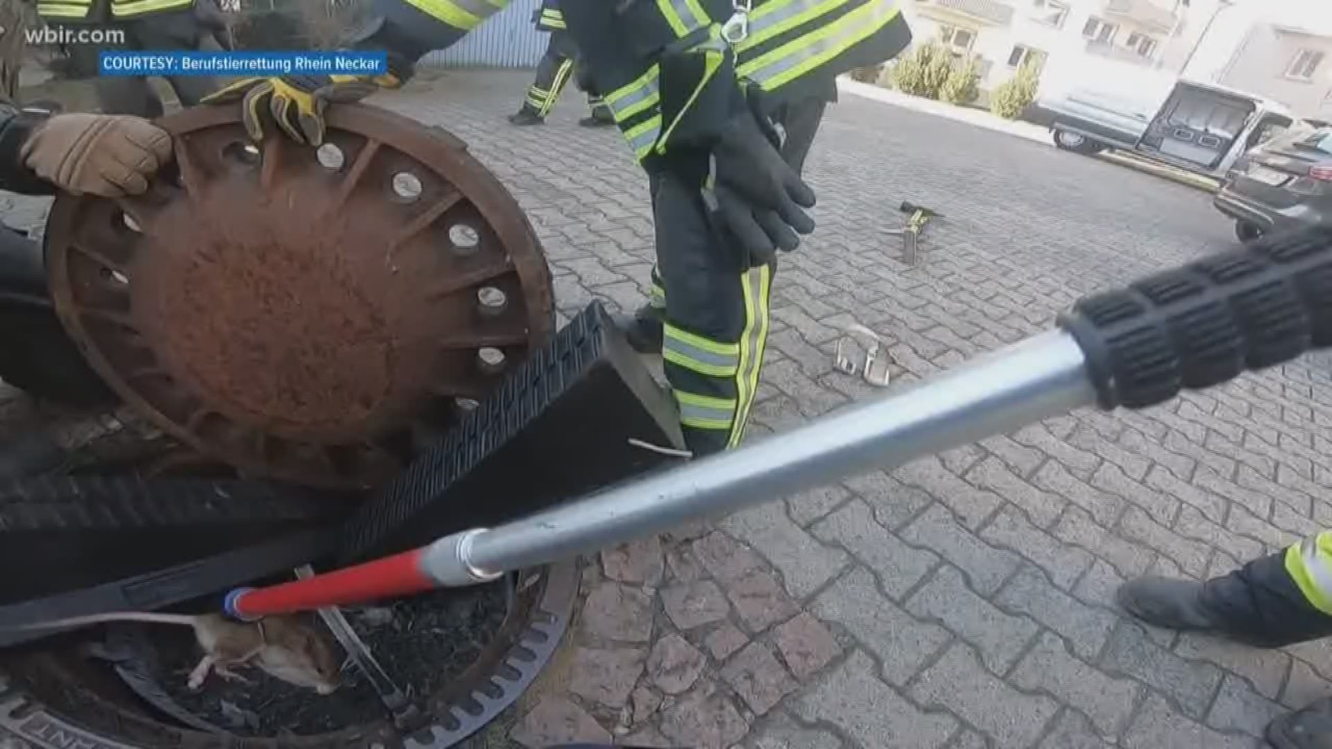 Many people wouldn't think twice about running away from a sewer rat -- but a group of first responders from Germany believe every life is worth saving.