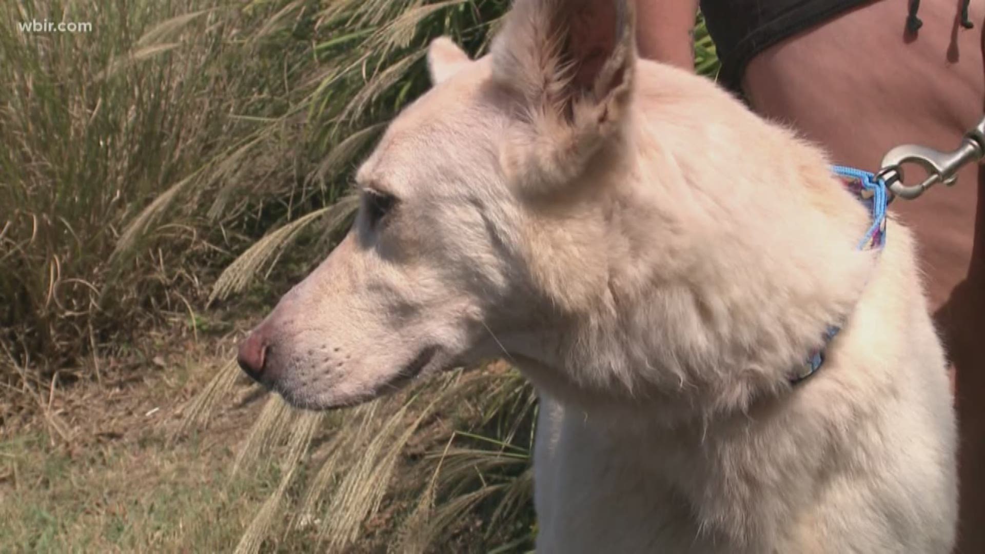 The owner says she's relieved to be reunited with her dog
