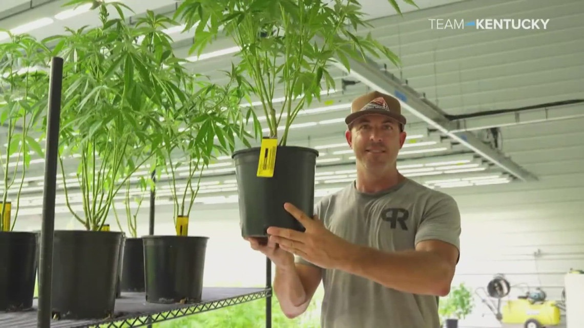 Gov. Beshear: Medical cannabis program advances as cultivator begins operations in Kentucky