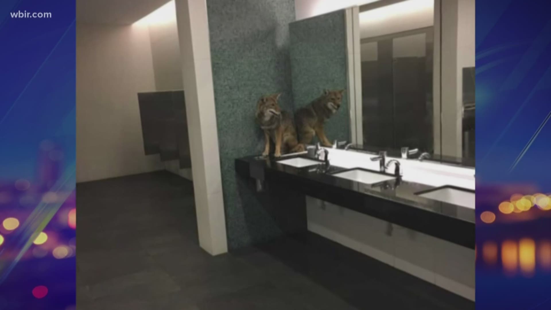 According to officials with the convention center, the coyote ran past a security checkpoint at 7th Avenue South and Korean Veterans Boulevard around 10:20 p.m.