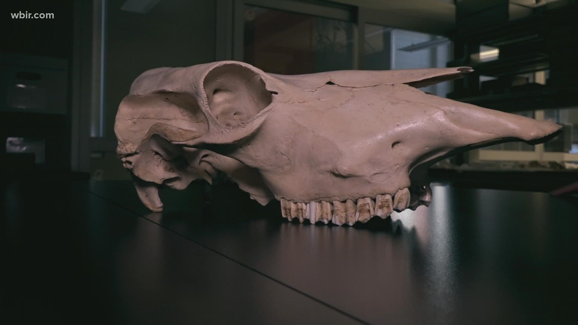 From alligators to ostriches, we take a look at the anthropology department's collection, which is one of the largest of its kind in the U.S.