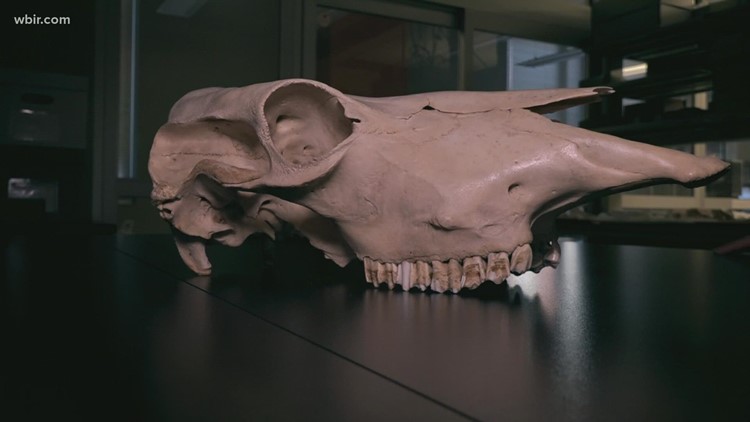 A look inside UT Knoxville's animal bone collection