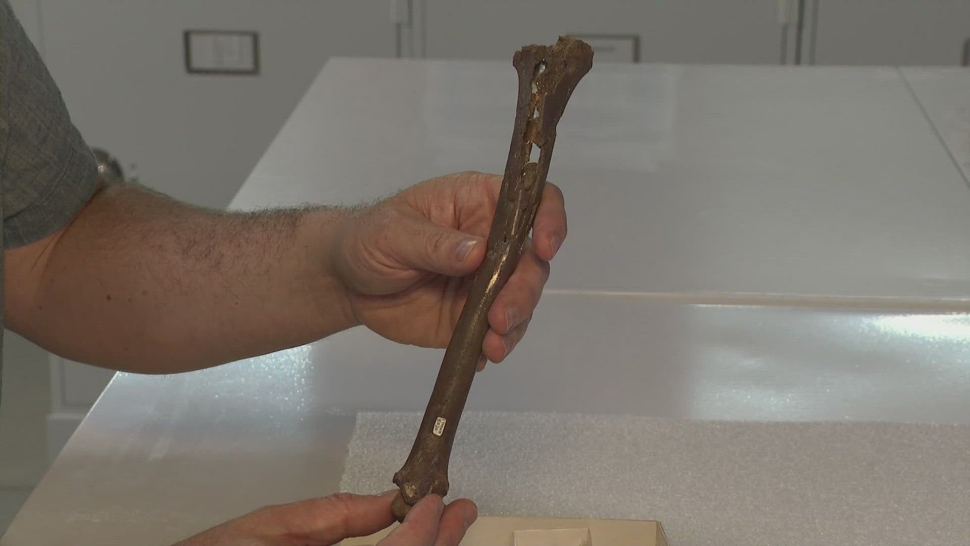 A research team at ETSU's "Gray Fossil Site and Museum" discovered the fossils of a modern white-tailed deer—the first to show up in North America. 