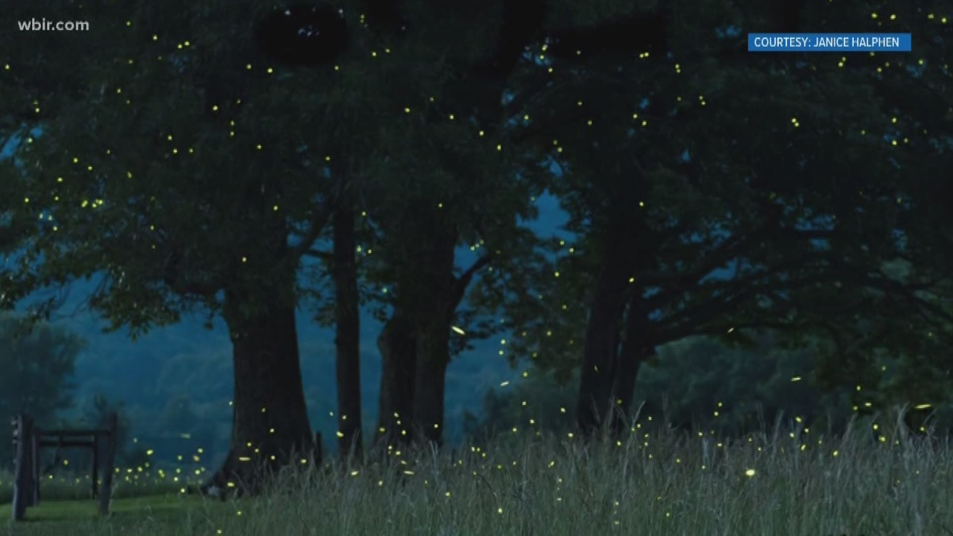 Hundreds of people are traveling to the Smokies this week to see the synchronous fireflies there.