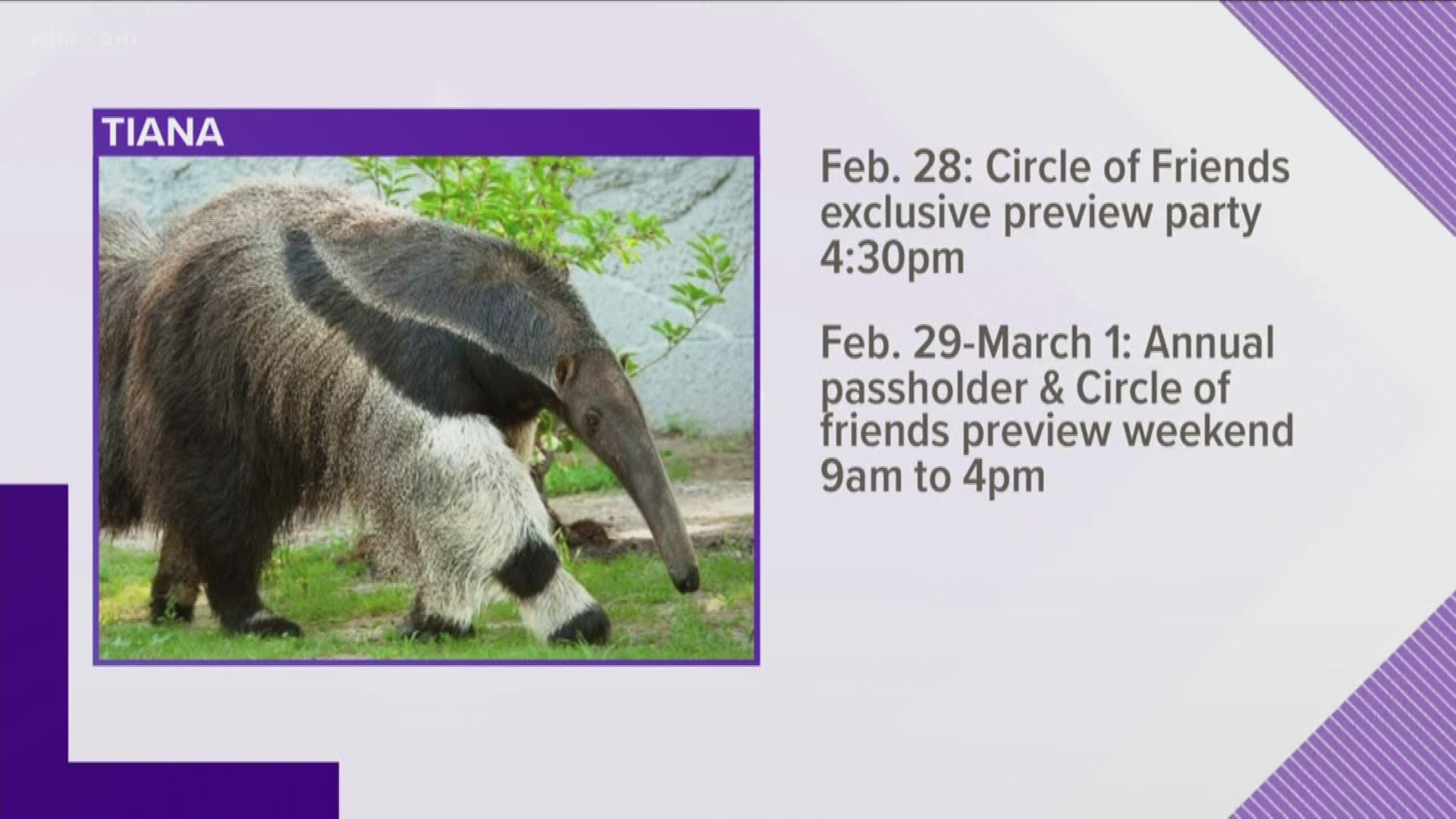Tiana will be the 1st giant anteater at Zoo Knoxville and will make her public debut the first week of March.