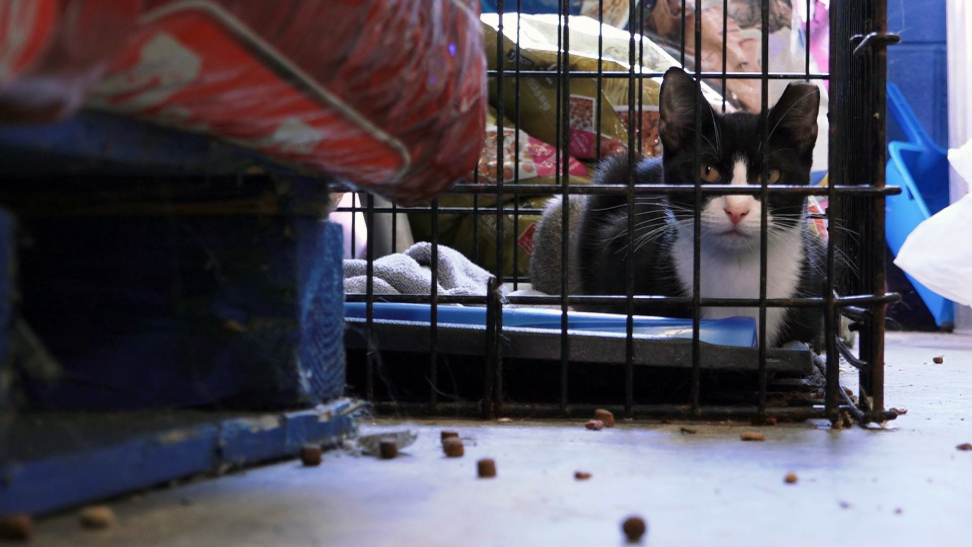She could not say no': Cocke Co. shelter rescues 109 hoarded cats from  mobile home 