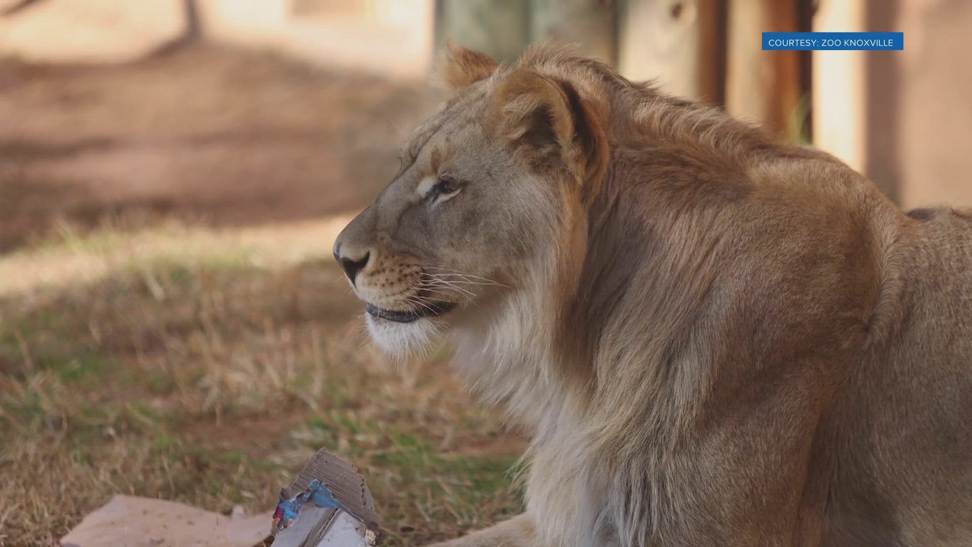 The lions are siblings and celebrated turning 2 years old on Thursday with treats and enrichment objects featuring new smells.