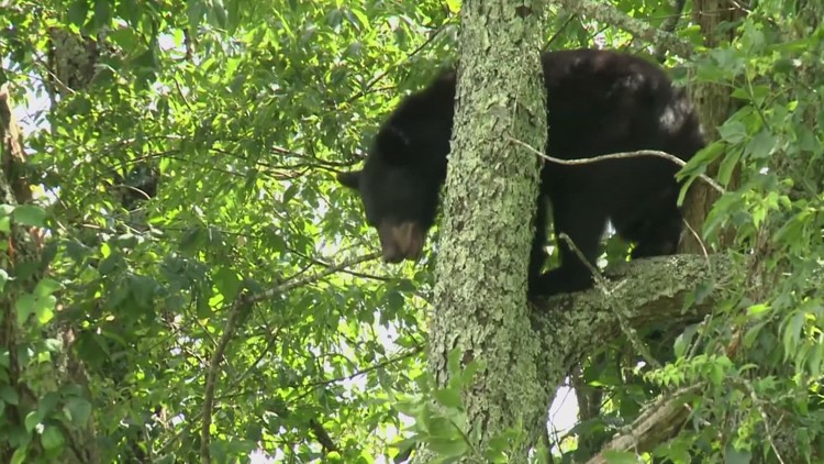 More bear sightings as the weather warms up
