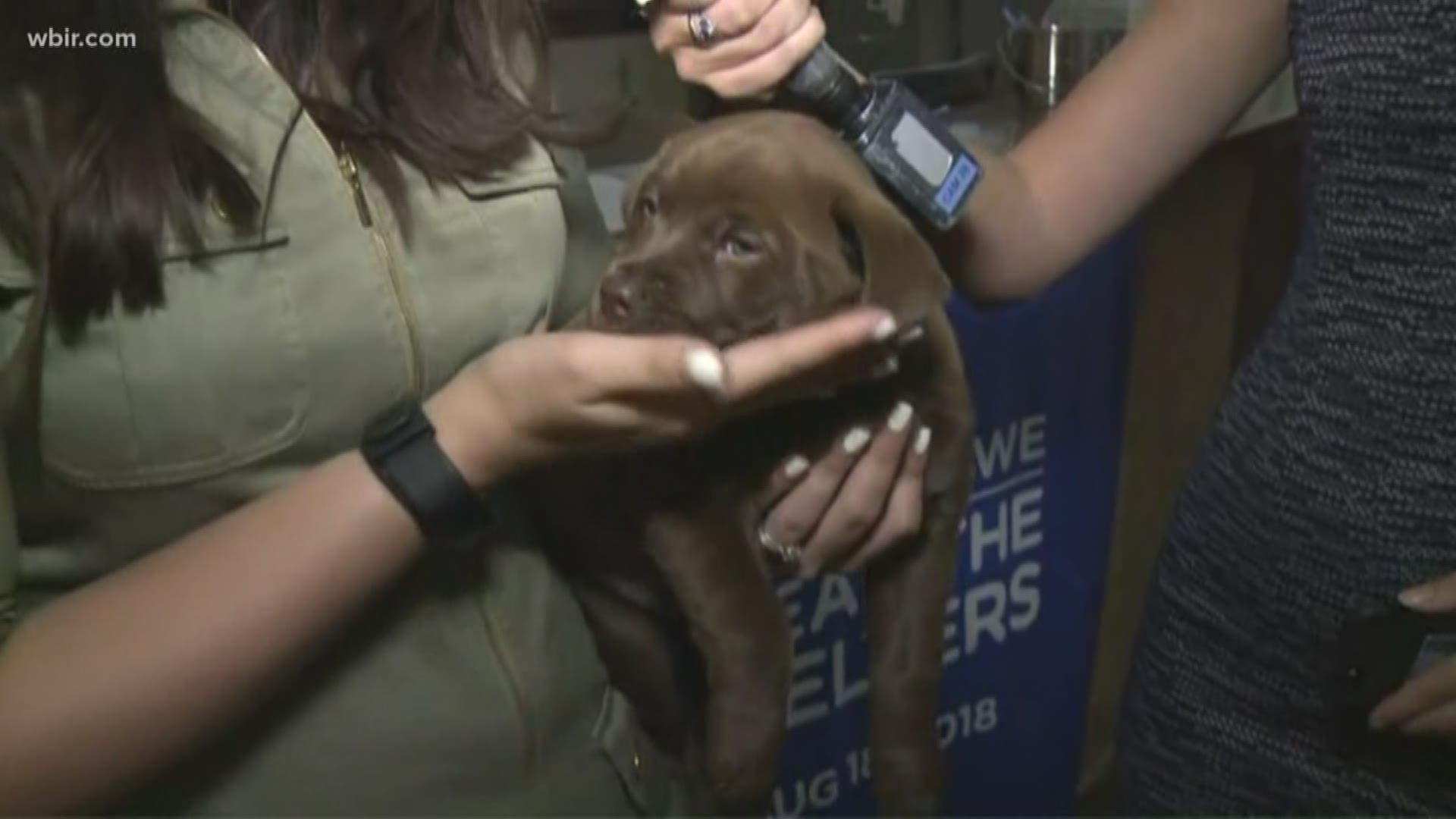 WBIR is joining in a nationwide effort to "Clear the Shelters" this weekend. Reporter Katie Inman introduces us to a puppy in need of a home at Young-Williams Animal Center.