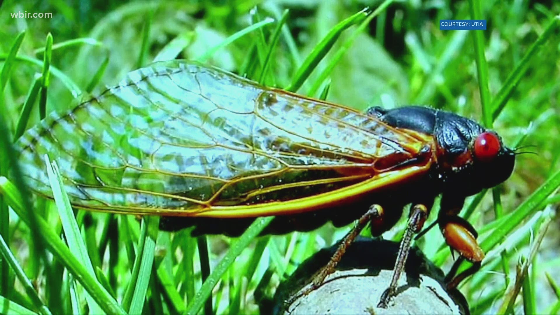 Look for the 17-year cicada to emerge from the ground as temperatures start warming. Snakes also will start turning up.