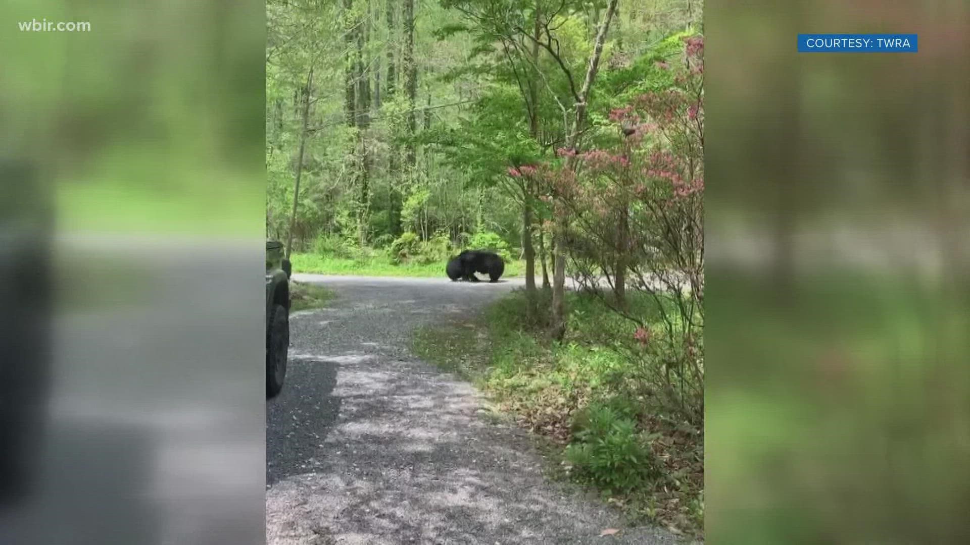 Officials with the Tennessee Wildlife Resources Agency said they believed the brawl could have broken out over a food source.