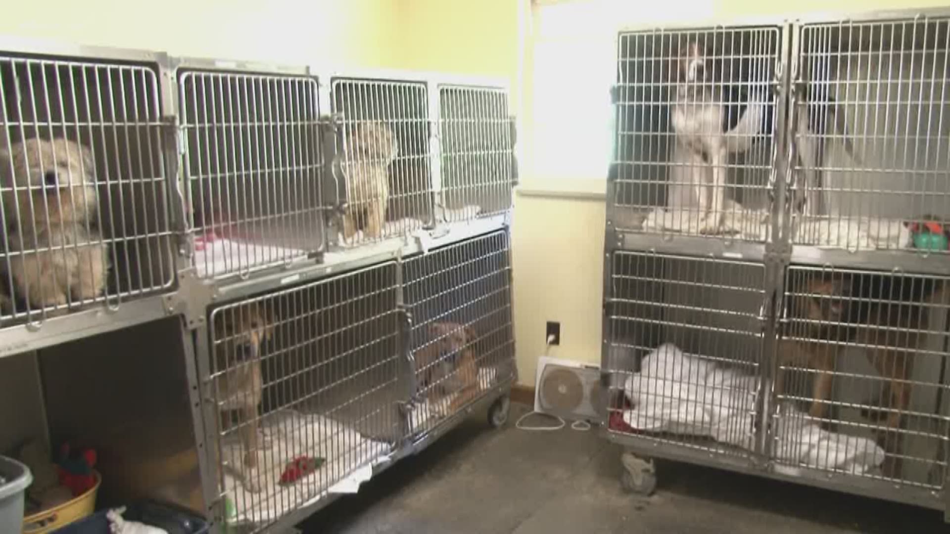Pets without Parents, the current intake center for the county, was under fire over euthanasia rumors, and admits they need some help.