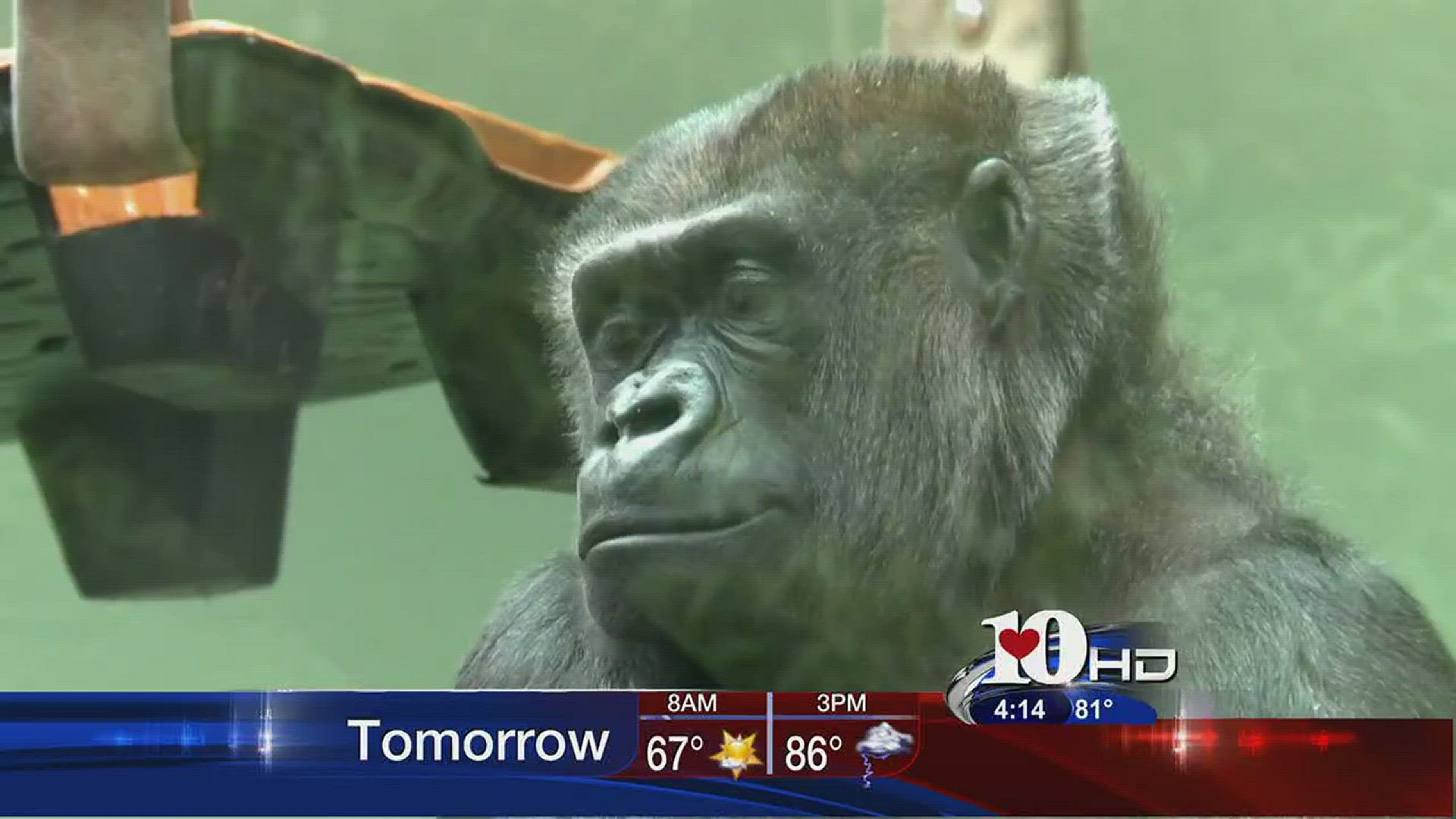 Live at Five at 4June 6, 2016   Obi and Ubuntu, the first gorilla babies ever born in Knoxville are turning 1 year old this year and you're invited to their birthday party.Zoo Knoxville will host a birthday celebration on Saturday, June 11, 2016 at 10A