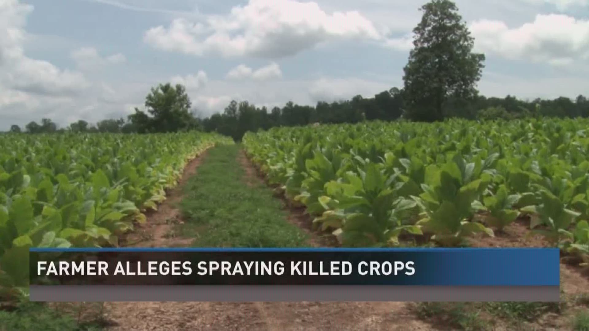 A Claiborne County tobacco farmer says that much of his crop is ruined after he alleges  herbicide spraying conducted by the Powell Valley Electric Cooperative drifted on to his crops.