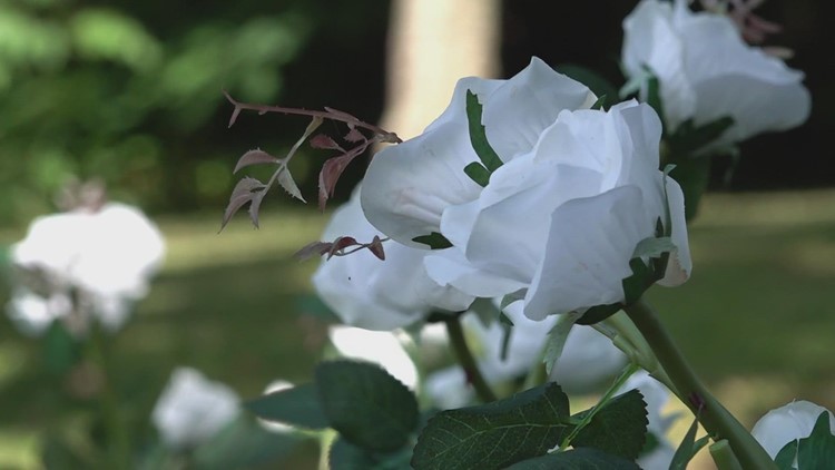 Beck Cultural Exchange Center to place white roses on lawn in honor of formerly enslaved people