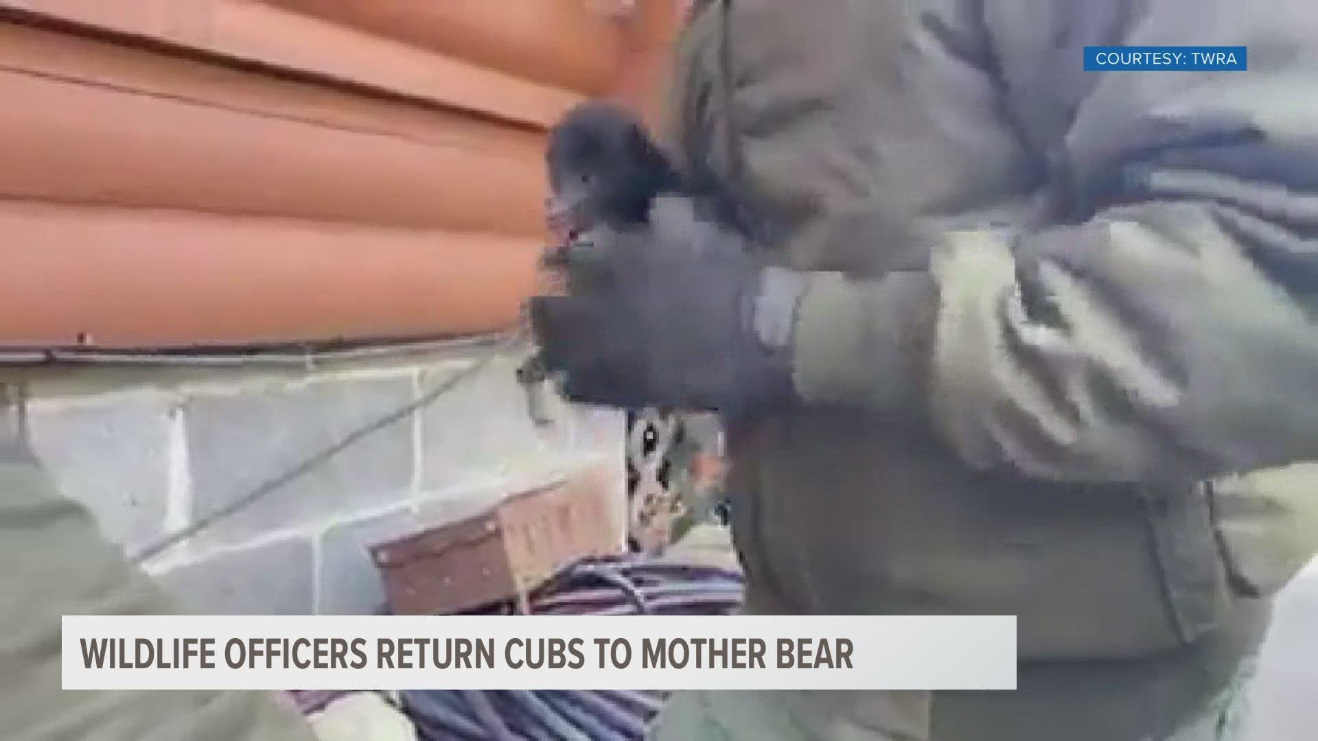 Tennessee wildlife officers returned bear cubs to their mom and a homeowner discovered the bear and her cubs due to a damaged gas line.