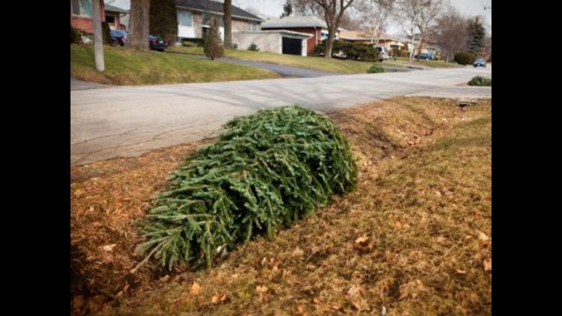 Where can I recycle my Christmas tree in Knox County?