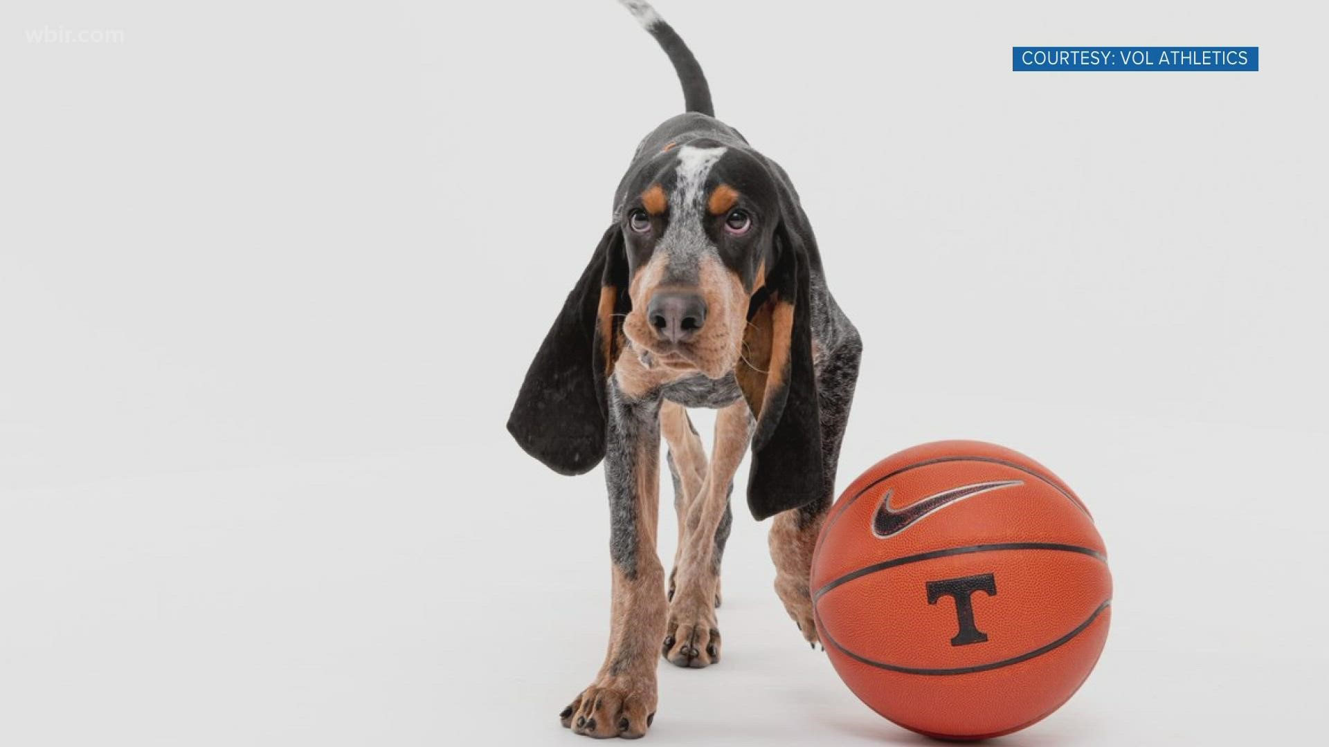Prepare your hearts, VFLs. A new floppy-eared friend is coming to the University of Tennessee next fall, and his name is Smokey XI.