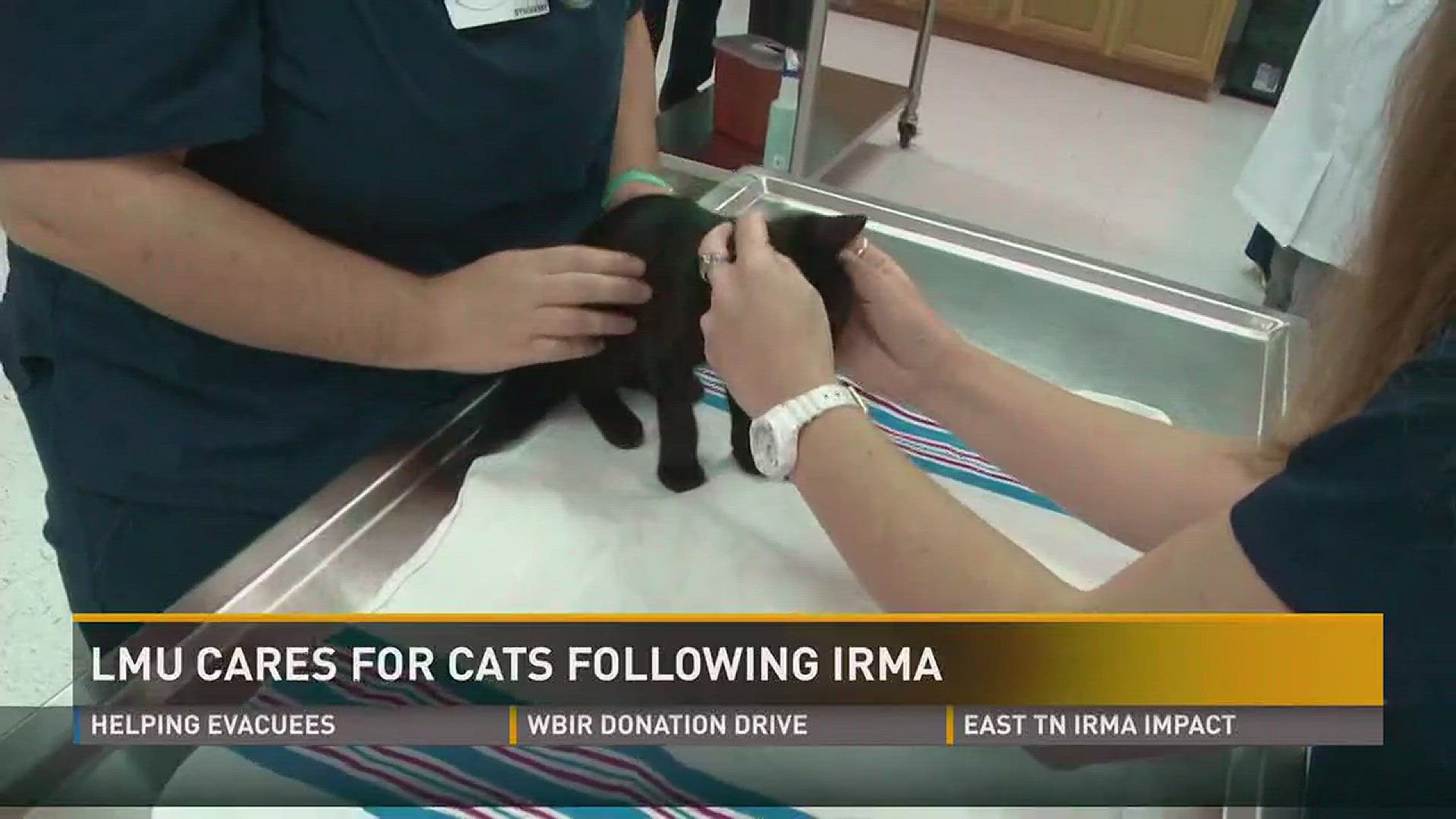 Dozens of cats evacuated from South Carolina are being cared for by LMU vet students.