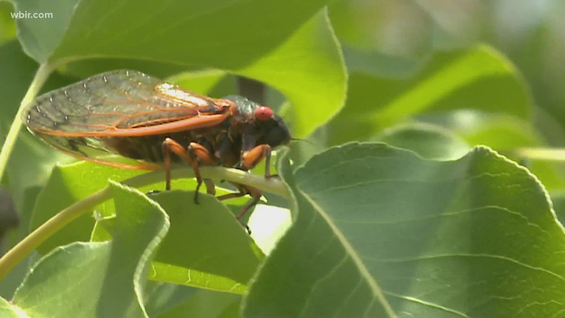 Scientists said cicadas will stick around until mid-June, and when they die they will leave billions of shells across East Tennessee.
