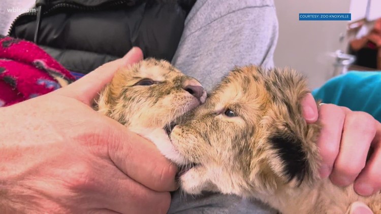 Zoo Knoxville welcomes two lion cubs
