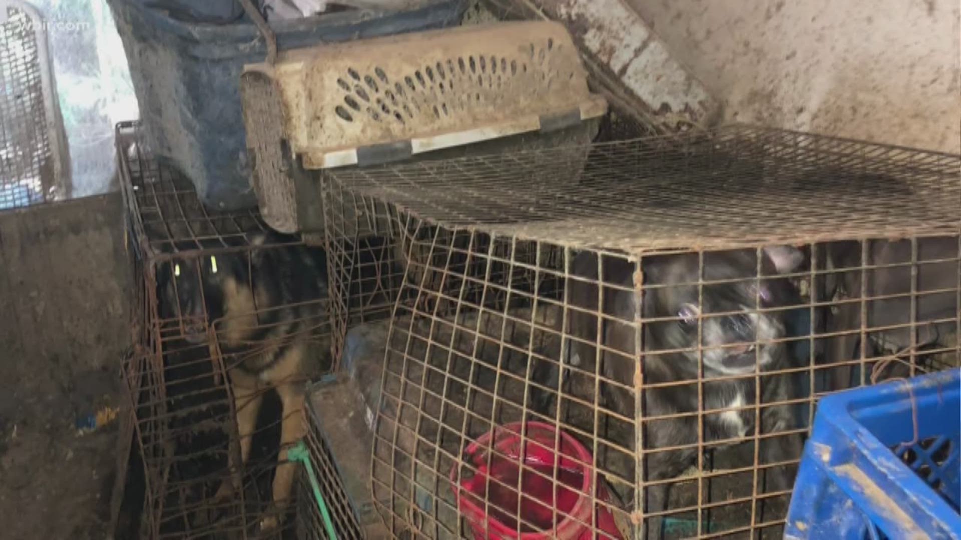 Nearly 200 dogs and cats recovered from Pikeville home in animal hoarding  case 
