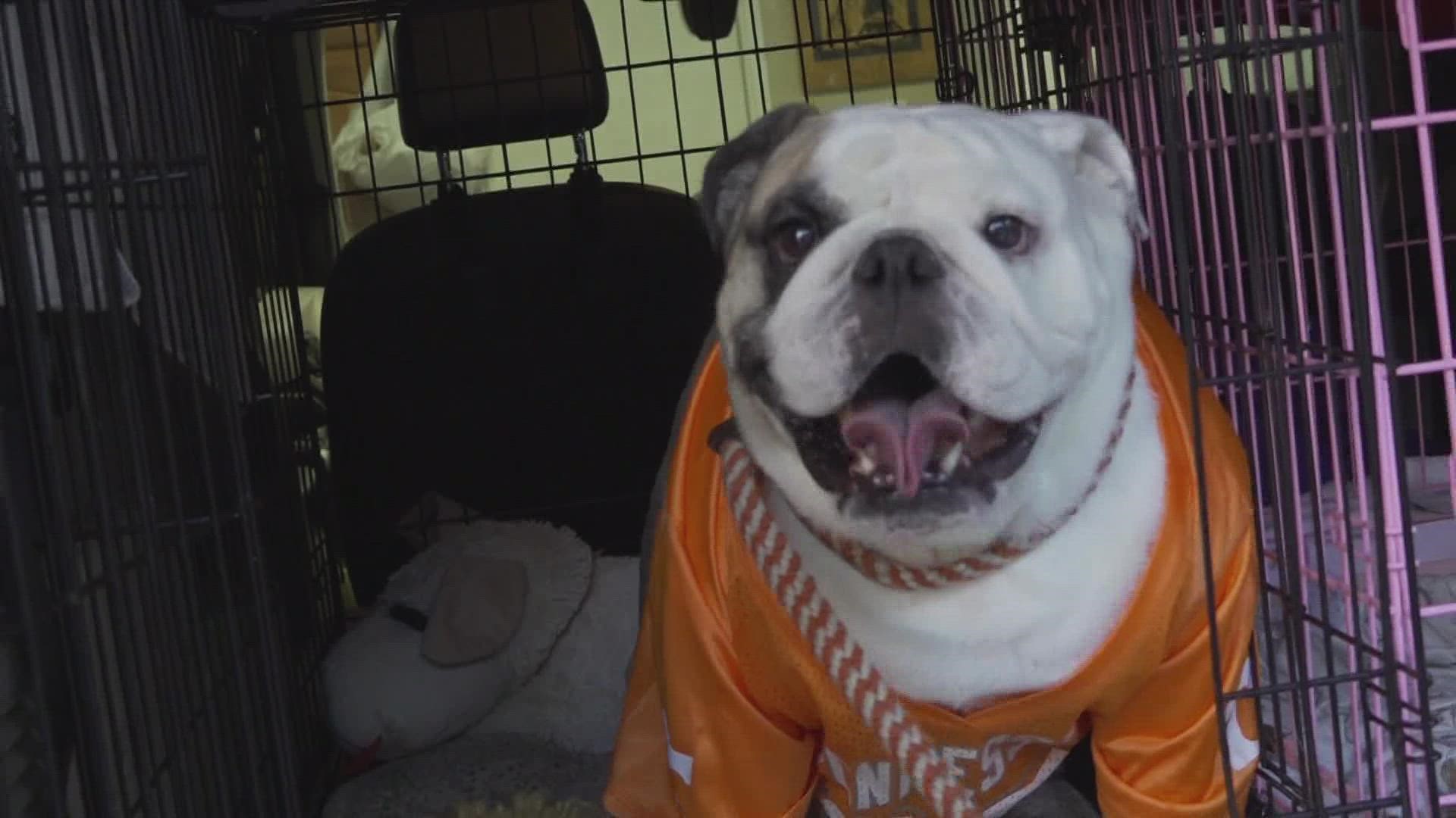 What do you do if you're a lifelong Tennessee fan, but have a lifelong love of bulldogs? You proudly parade them dressed tongue to tail in orange!